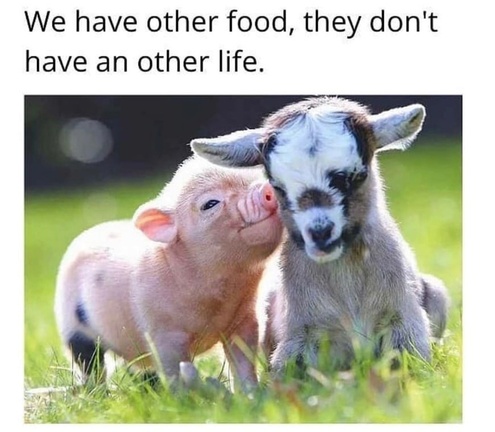 veganfuture's tweet photo. https://t.co/WPrVeUgsUs