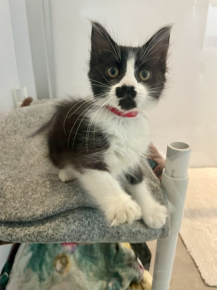 mlis's tweet photo. surprise kitten content! https://t.co/XAsSYe4Fy6