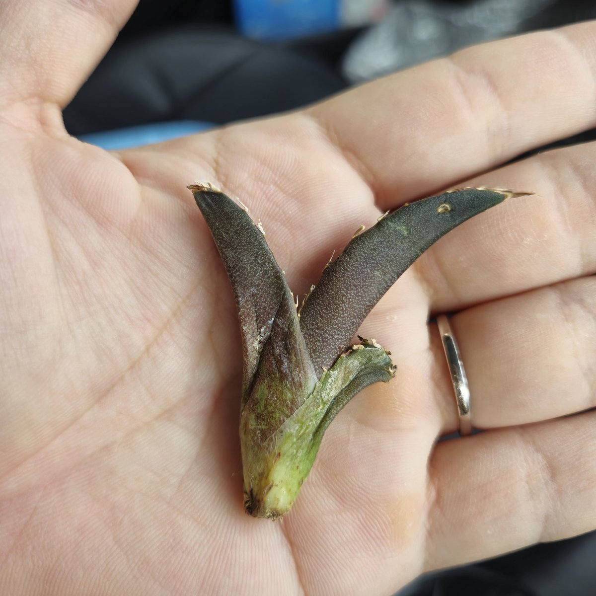 お纏め　ご確認用　アメトルム錦　未発根 多肉植物】 『アメトルム』 グラプトベリア属 いとうぐりーん