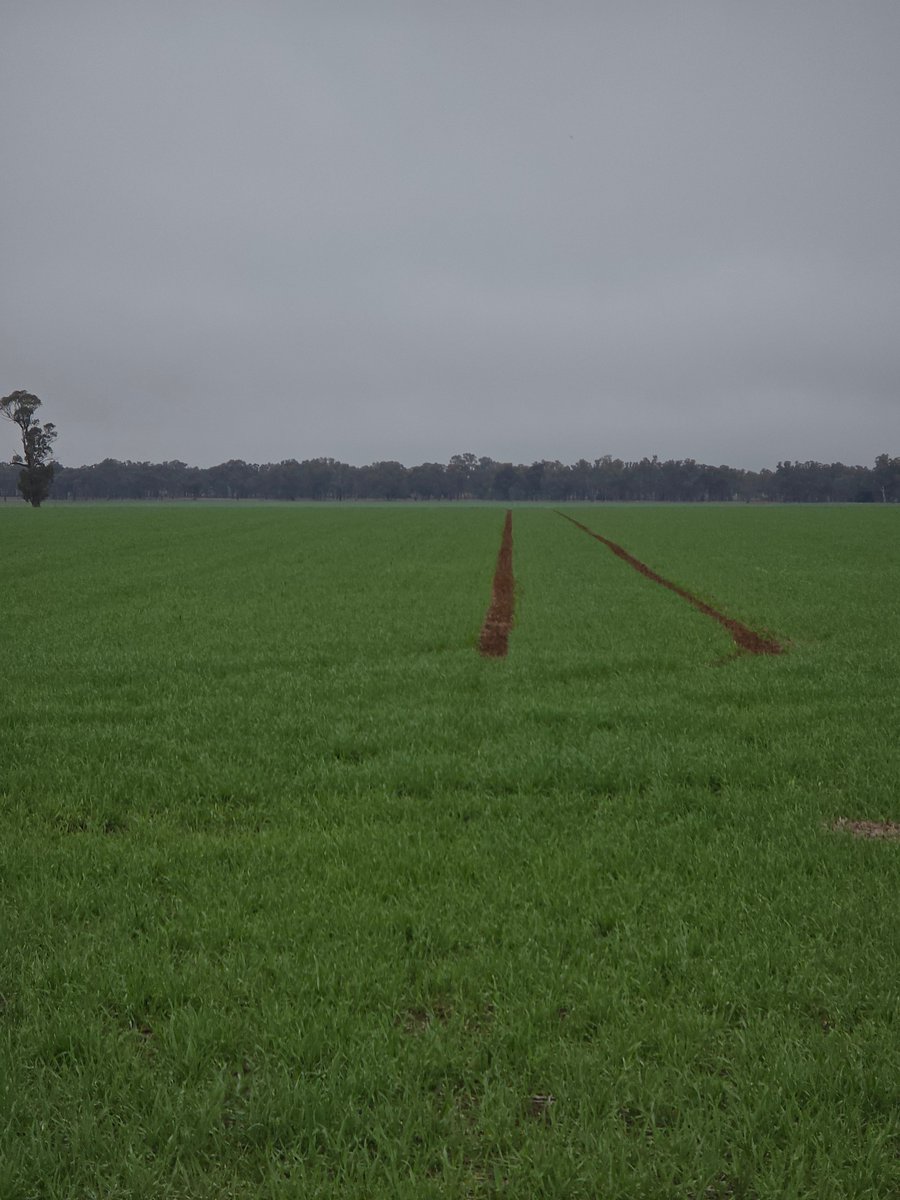 Broden holland tweet media