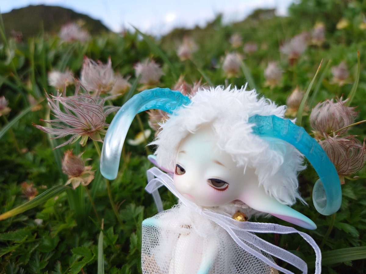 eisheilige19's tweet photo. おはようございます。
チングルマのお花畑。
ずっと見たかった景色、君は小さいからどこでも一緒に行けるね。
#dollzone #littlerain
#おはドル #うちのこかわいい https://t.co/YakQiJyAcA