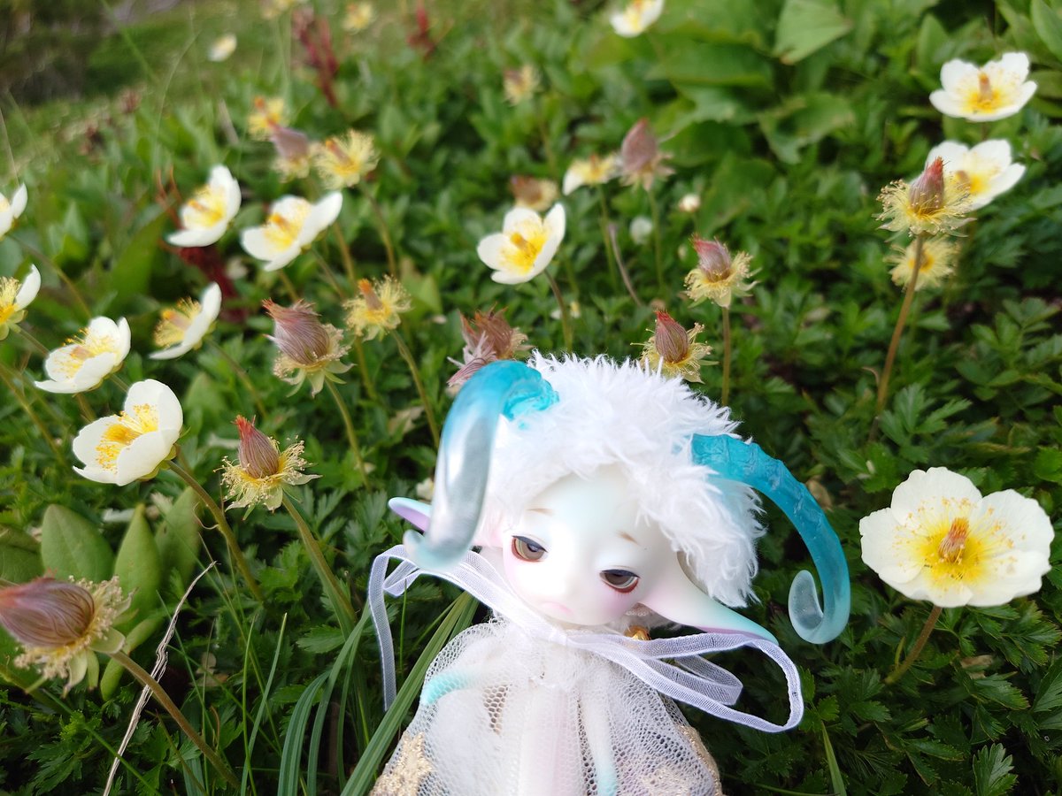 eisheilige19's tweet photo. おはようございます。
チングルマのお花畑。
ずっと見たかった景色、君は小さいからどこでも一緒に行けるね。
#dollzone #littlerain
#おはドル #うちのこかわいい https://t.co/YakQiJyAcA