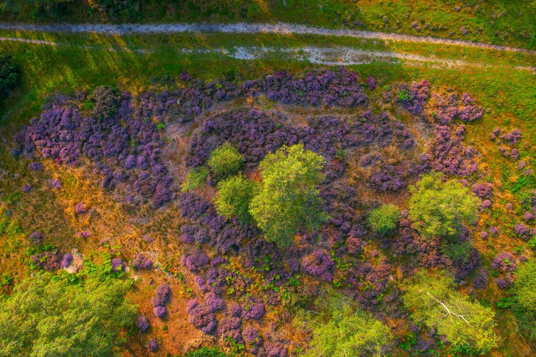 The 2024 ReNature Festival begins this Saturday!

From guided walks to volunteering, sunset safaris to butterfly spotting, there’s an activity for everyone to enjoy.

Be part of it and get involved 👉 buff.ly/4eUZttS 

#SouthDowns #ReNature