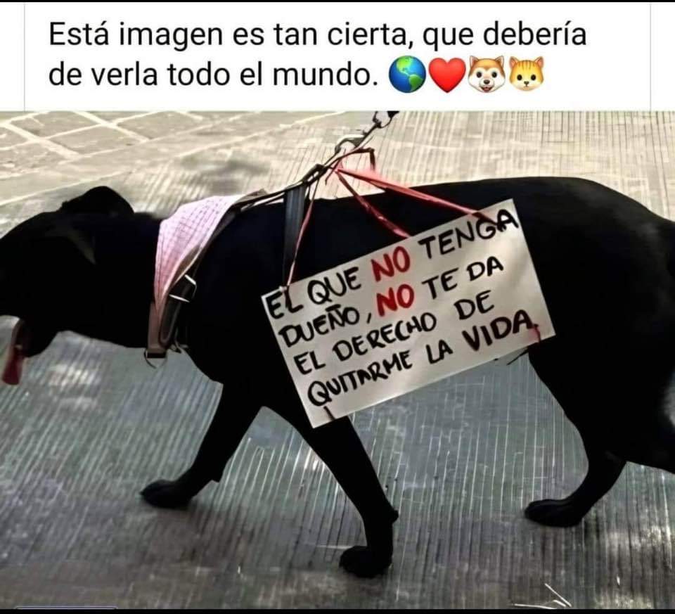 Perrosenlacalle's tweet photo. Si!! , que se enteré todo el mundo.... https://t.co/qLLXfuTFYw