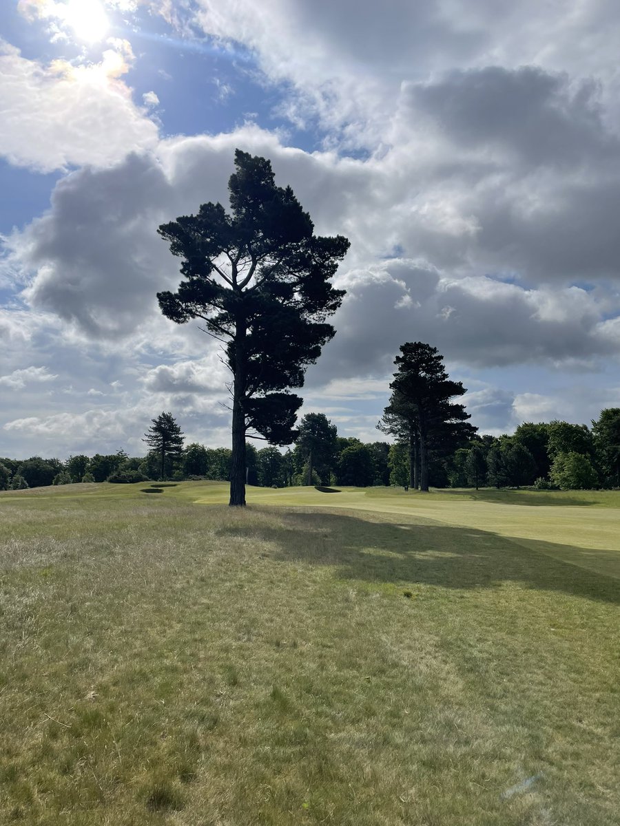 scottrubinger's tweet photo. @Top100Rick Played Renaissance last month! Underrated solo tree on hole 1 https://t.co/1Ejd1ssmh6