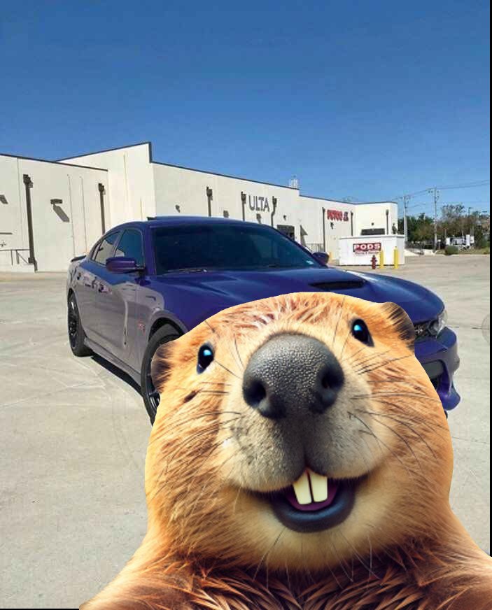 BeaverCoin_BVRC's tweet photo. @MonstersCoins Can't lose if you never sell https://t.co/iSyLGpbctj