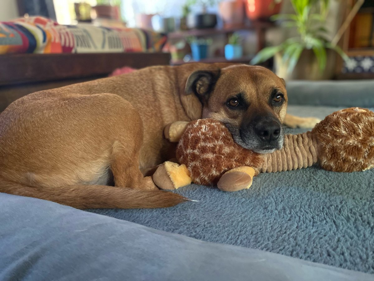 JMcNutty23's tweet photo. Our dashingly handsome boy, Ripley, who alerted me to a bear in the yard this morning. 🖤. Good boy. #MutantFam #MutantDog #AdoptDontShop https://t.co/djID2gxYG5