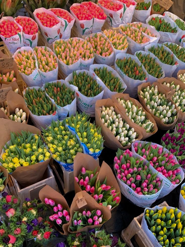 obsessed with tulips.