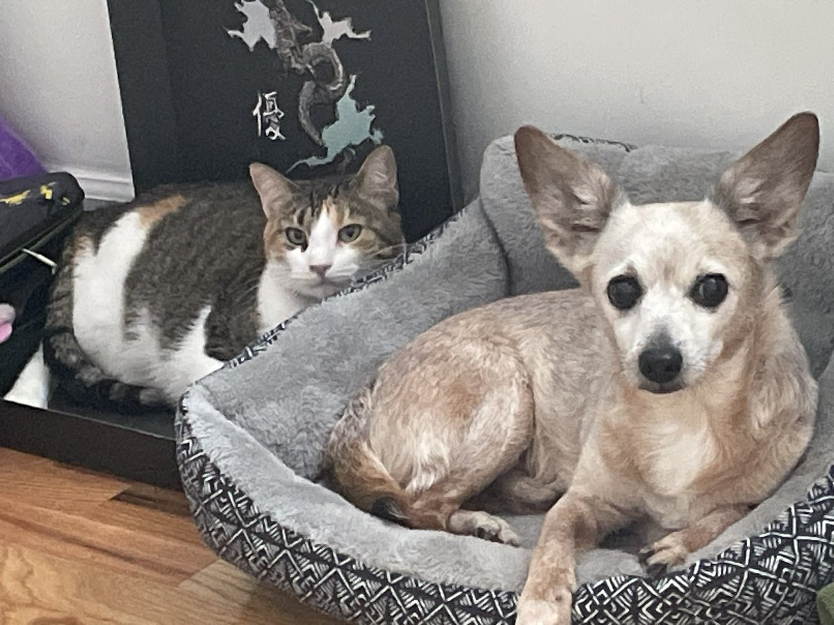 ttinybones2's tweet photo. the babies #VCTAmericas #techpause #techpaws https://t.co/TC2xw1i3rJ