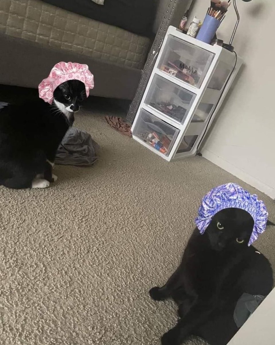 gatinarios's tweet image. já colocaram suas toucas de cetim?