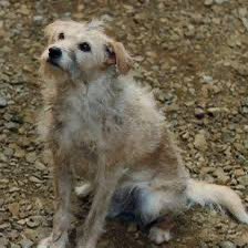 The most loyal character in House of the Dragon