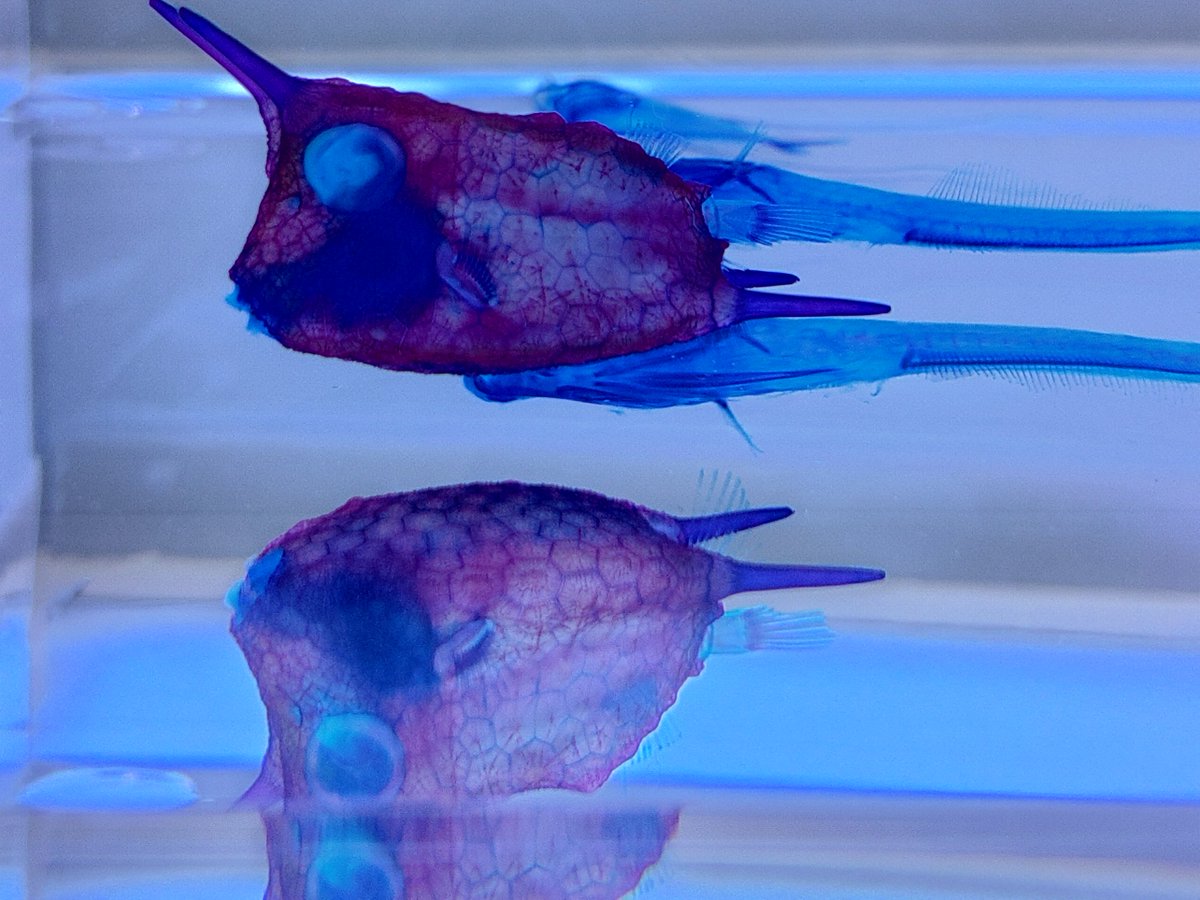 冨田 伊織 新世界『透明標本』展、3日目！
3連休最終日も大盛り上がり😆

中の人のおススメの見方は横から！
写真だけではわからない生き物の立体的な美しさにうっとりします☺️

#透明標本三沢