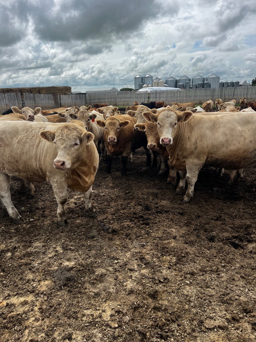 WilliamsMaston's tweet photo. Mmm beef! https://t.co/wo7CaOfrmW
