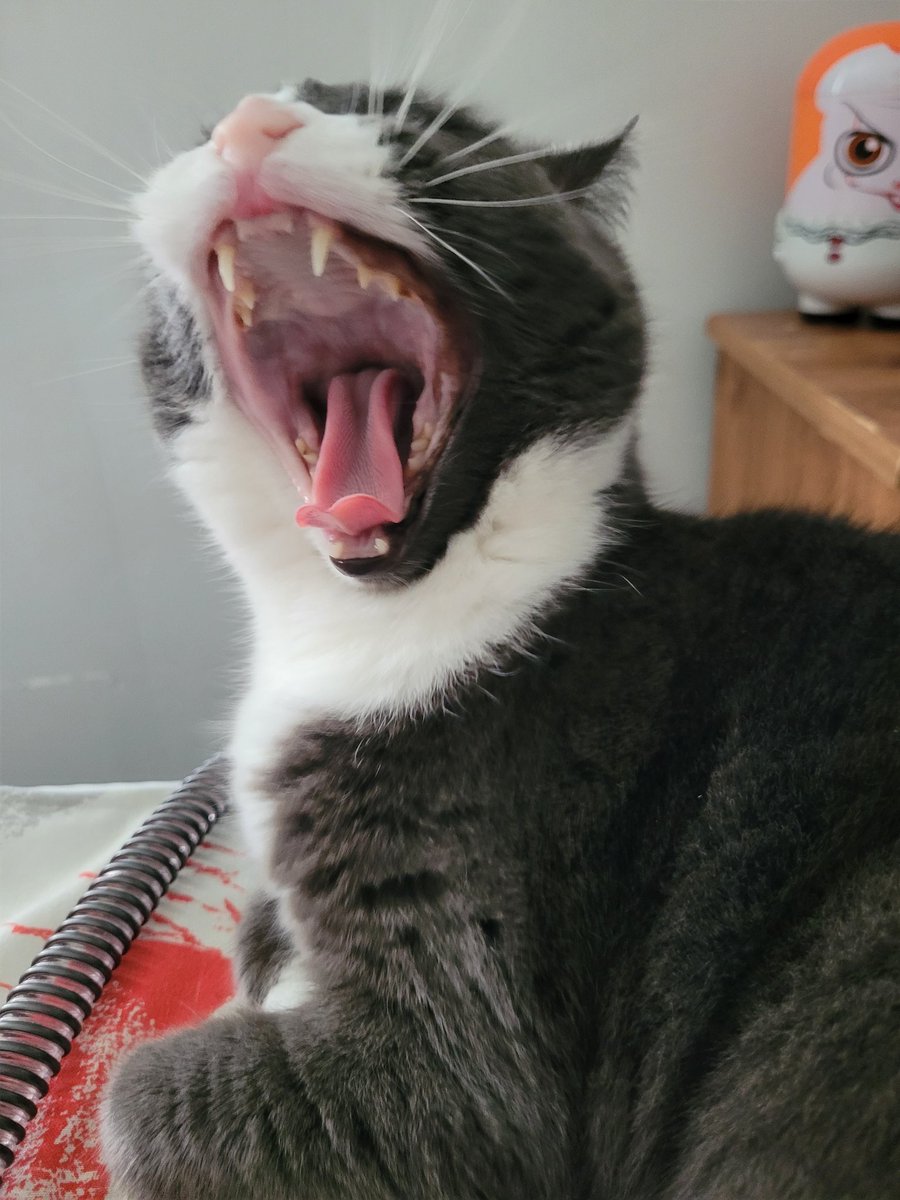 artlisa84's tweet photo. #NeedToPracticeMy cat worshipping skills. She's not pleased https://t.co/Af7tzTRcFC
