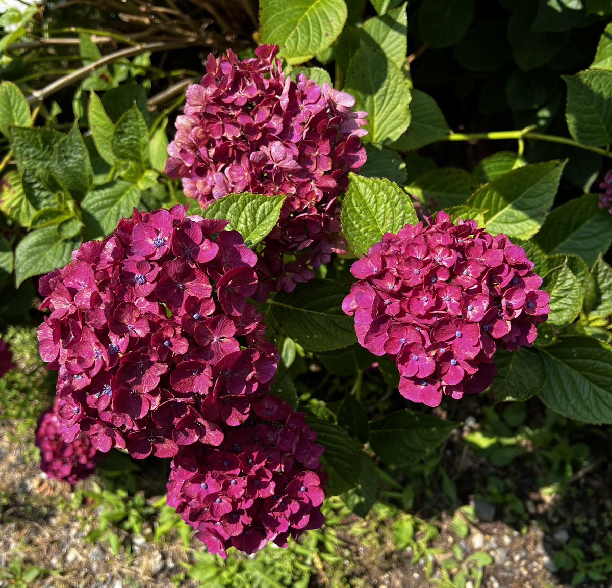 lynnsferrazza1's tweet photo. These beautiful #hydrangeas were spotted in #madisonct today https://t.co/eKuIdUHTtK