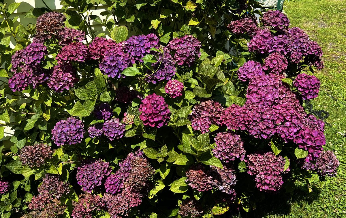 lynnsferrazza1's tweet photo. These beautiful #hydrangeas were spotted in #madisonct today https://t.co/eKuIdUHTtK