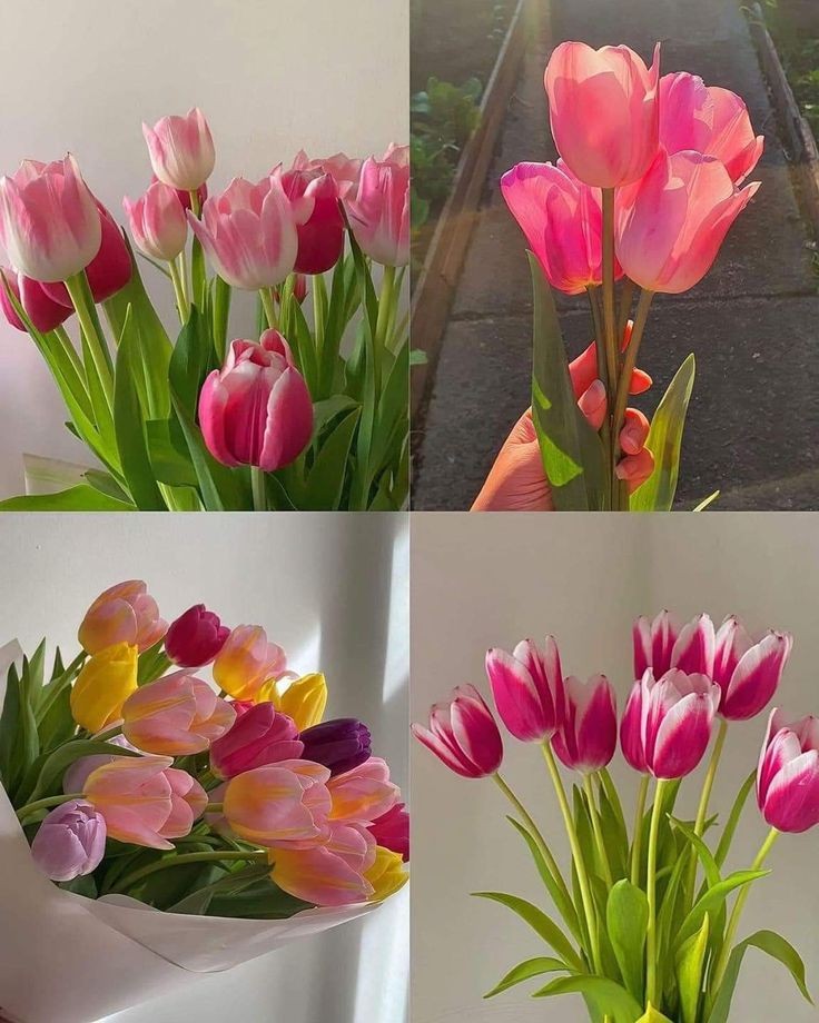 tulips.