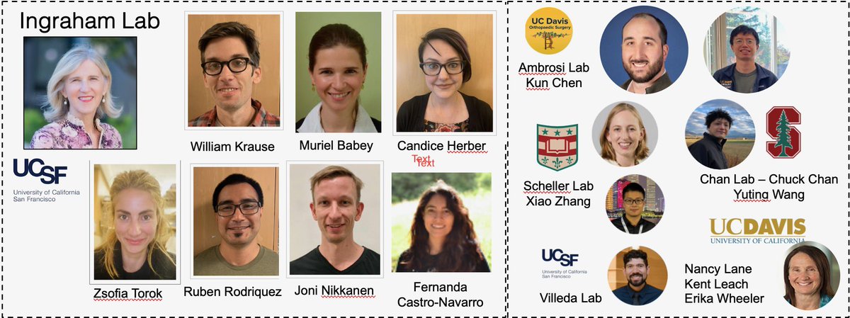 BabeyMuriel's tweet photo. Amazing multidisciplinary team effort! https://t.co/3Z23T18Rhp Big thanks to my mentor @hollyingrahamSF , co-first author @bill_krause, collaborators @dr_ambrosi,  @schellerlab and @UCDavisOrtho, many contributors @herber_candice, Joni Nikkanen, @ZsofiaTorok8, Ruben and Fernanda. https://t.co/Ijc0UKt9as