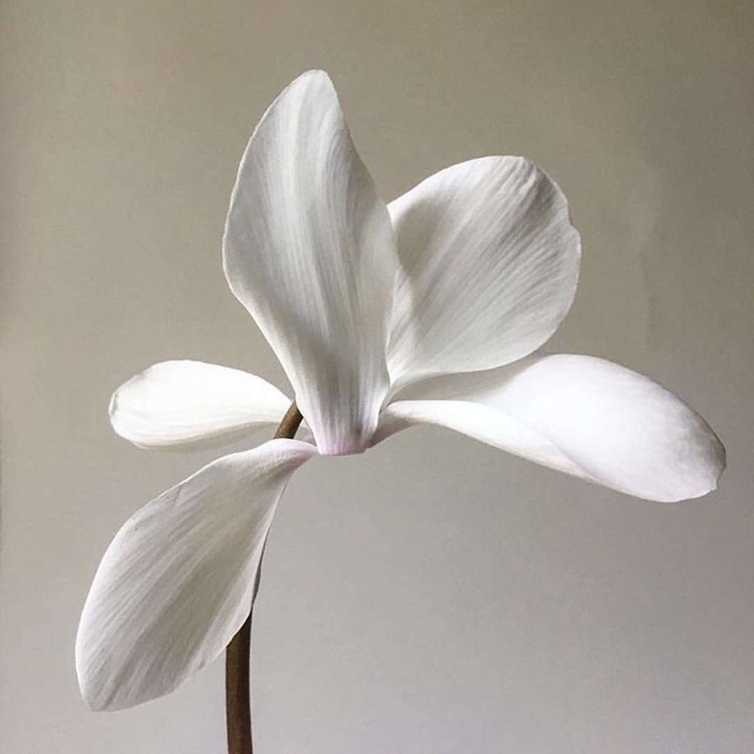 prtygal777's tweet image. 