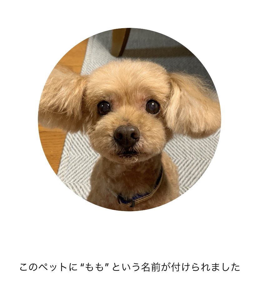 unsonnu's tweet photo. 電車でiPhoneの画像整理してて、最愛犬の画像に名前つけたら、こんなかわいい報告てくれて思わずスクショしたよね🐕 https://t.co/G3pNjwhikl