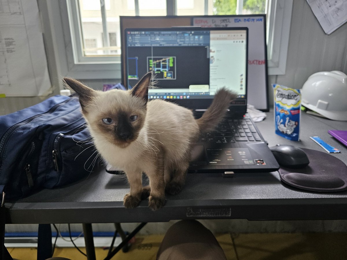 raecapili's tweet photo. Can I work.........please? 😅😼 https://t.co/eqbtEi6jxp