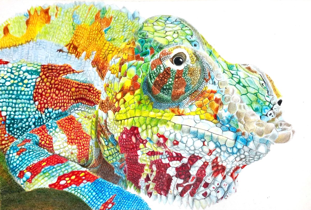 タイトル:カメレオン作者:石川@色鉛筆( )#色鉛筆 」|イロドリアル 7/1