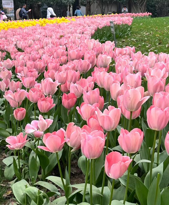 Exulansista's tweet photo. pink tulips https://t.co/ywDJ3oudvk