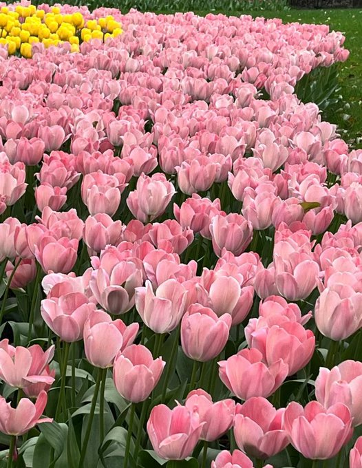pink tulips