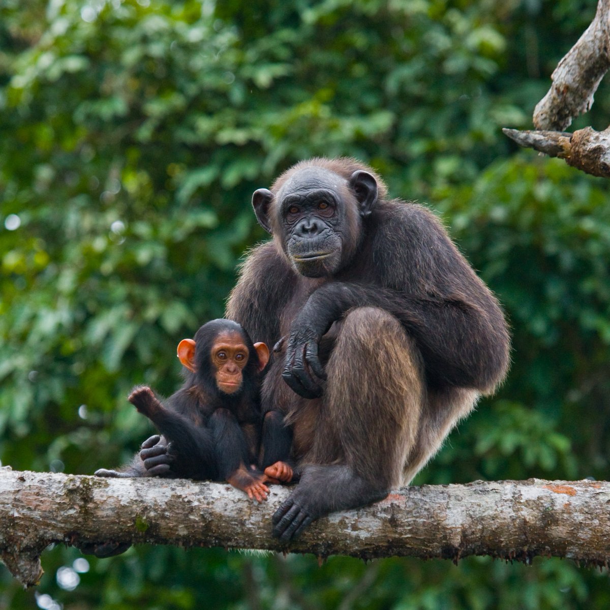 Wildlife Trafficking Alliance tweet media