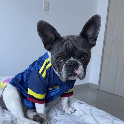 OliveDaFrenchie's tweet photo. #NewProfilePic #CopaAmerica2024 https://t.co/FxyiwJTStc