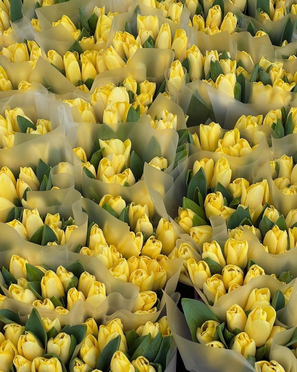 yellow tulips