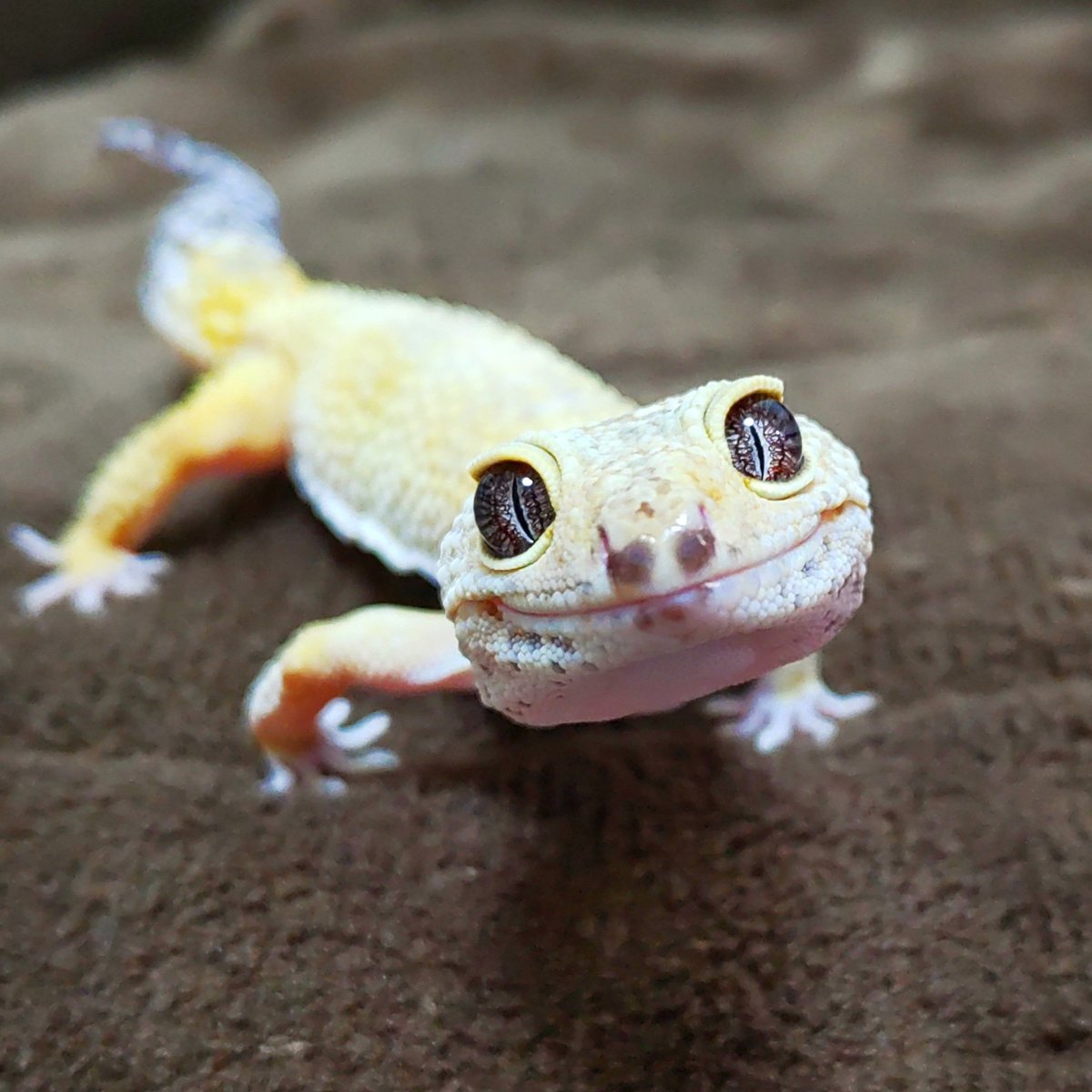lapteil2's tweet photo. 朝散歩レントン🐾

#ヒョウモントカゲモドキ https://t.co/CekPTI6ZCY