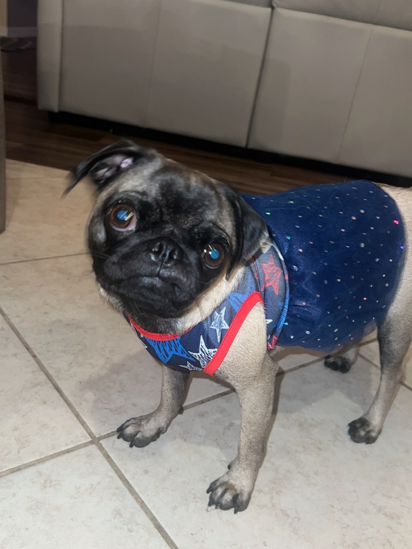 MarkKrockover's tweet photo. Happy 14th of July #PugsAndKisses #Pug #Dog #4thofjulyfun https://t.co/5eaxI7BrxG