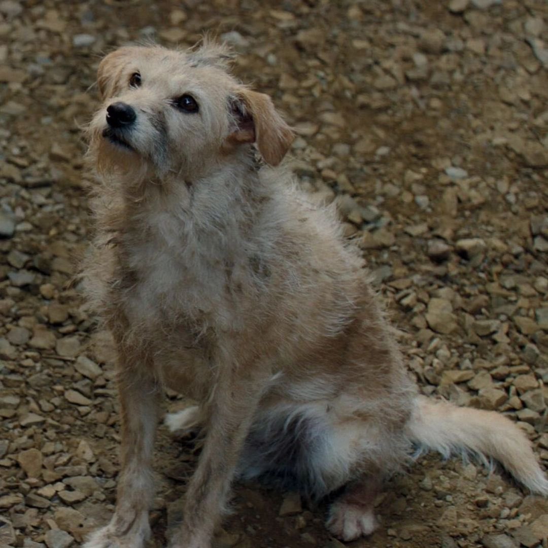 westerosies tweet media