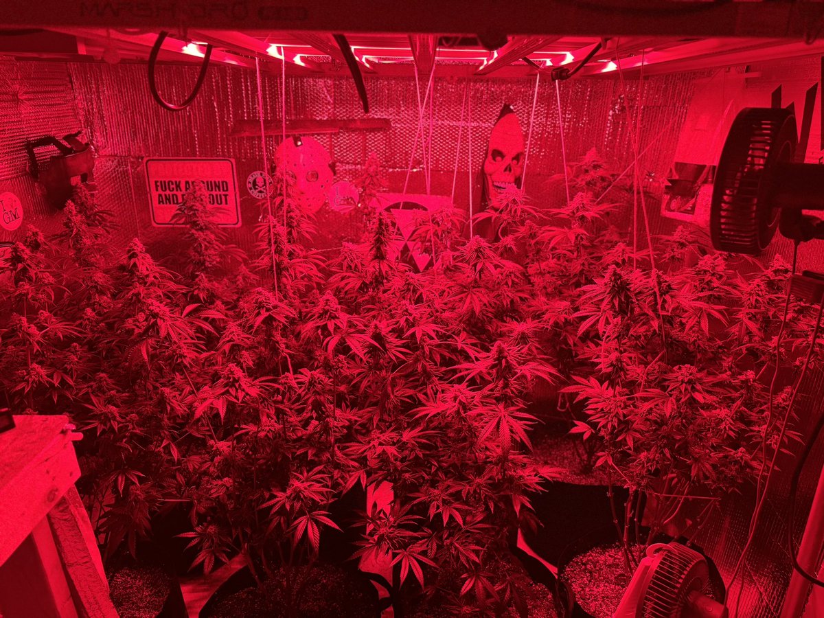 Coco_Pan2022's tweet photo. #FCE8000 #FCE1000W With #adlite55 #primeday
#New VERSION
is a reasonable prcie LED grow light with cost and good results, for novices and prefessional who are interested in growing indoor.
#FCE8000
https://t.co/y7EZXj30Lu
#AdliteRed55
https://t.co/YRX0Gh8BSw https://t.co/mWYyhuFYsn