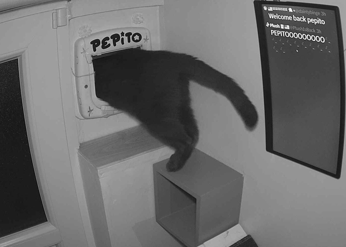 PepitoTheCat's tweet photo. Pépito is out (04:23:55) https://t.co/J8GIMvFLIa