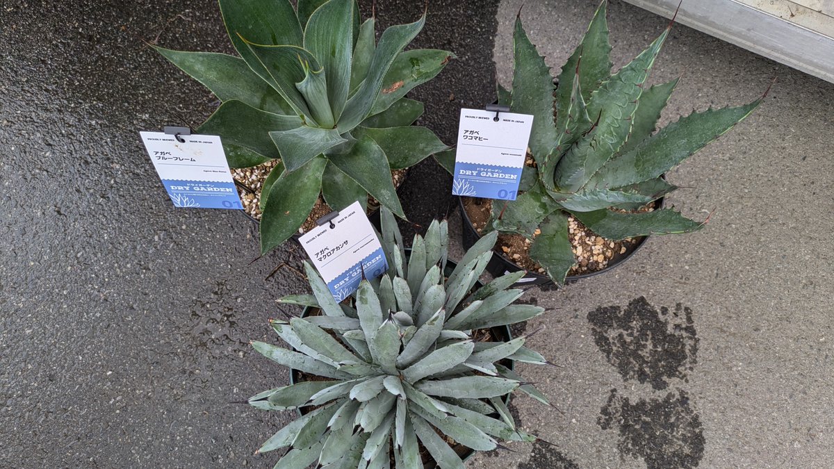 ガーデンセンター千葉ニュータウン店】 #ドライガーデン に欠かせない