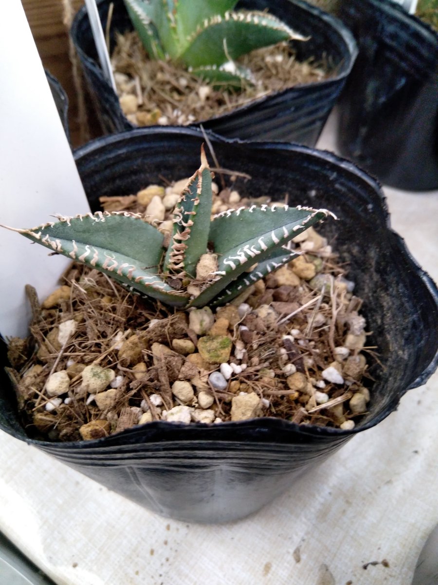 ガーデンセンター新田店】 オテロイ実生株が多数入荷しました！ 全て1