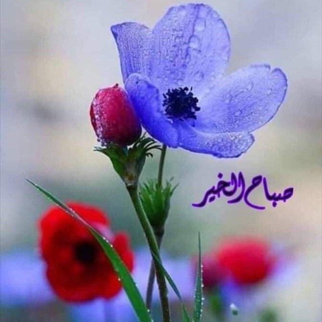 الاستغفار وعدم الاصرار يمسح الأوزار ويطفئ غضب الجبار ويجعل البركة في الأهل والدار