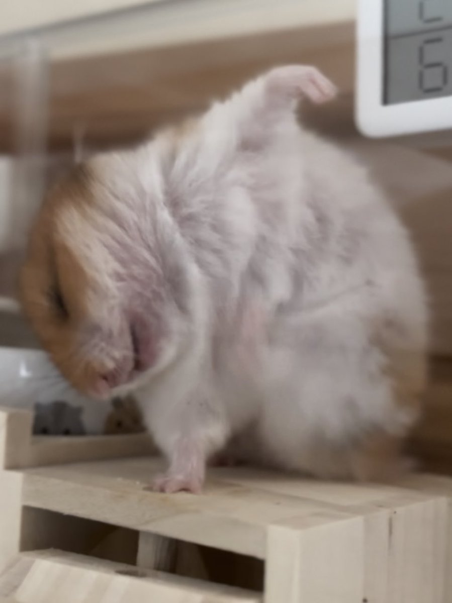 puripuri_puring's tweet photo. ｶｷｶｷ https://t.co/mW7UACg0cV