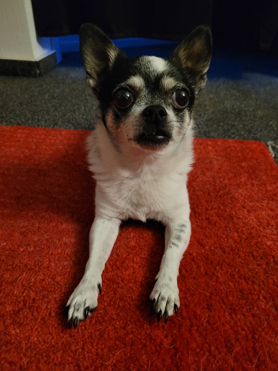 Guten Morgen, ihr Lieben. 🧡 

Es ist Montag. Viel zu früh. Kommt gut in die neue Woche. 
🐶🍀☀️😊