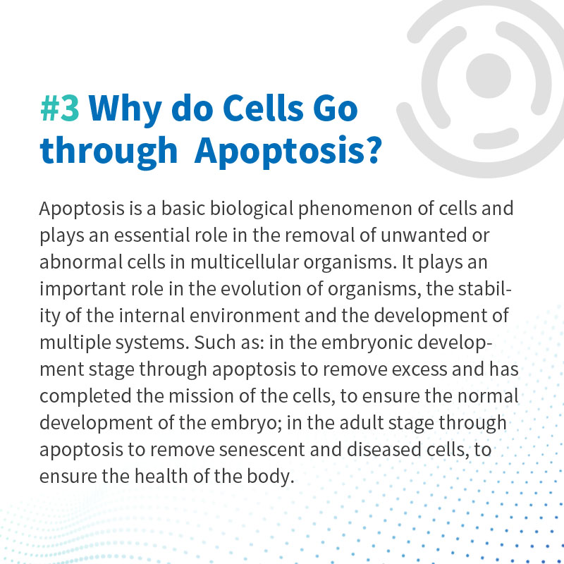Elabscience_bio's tweet image. ✨ 𝐂𝐨𝐦𝐦𝐨𝐧 𝐐&amp;amp;𝐀 𝐨𝐟 𝐂𝐞𝐥𝐥 𝐃𝐞𝐭𝐞𝐜𝐭𝐢𝐨𝐧 ✨ 

Q1: How does apoptosis relate to cancer cells?
Q2: Do cancer cells undergo apoptosis?
Q3: Why do cells go through apoptosis?

👨‍🔬 👩‍🔬 Find the answers below 👇 

#CellDetection #CellResearch #CancerCells #CellApoptosis