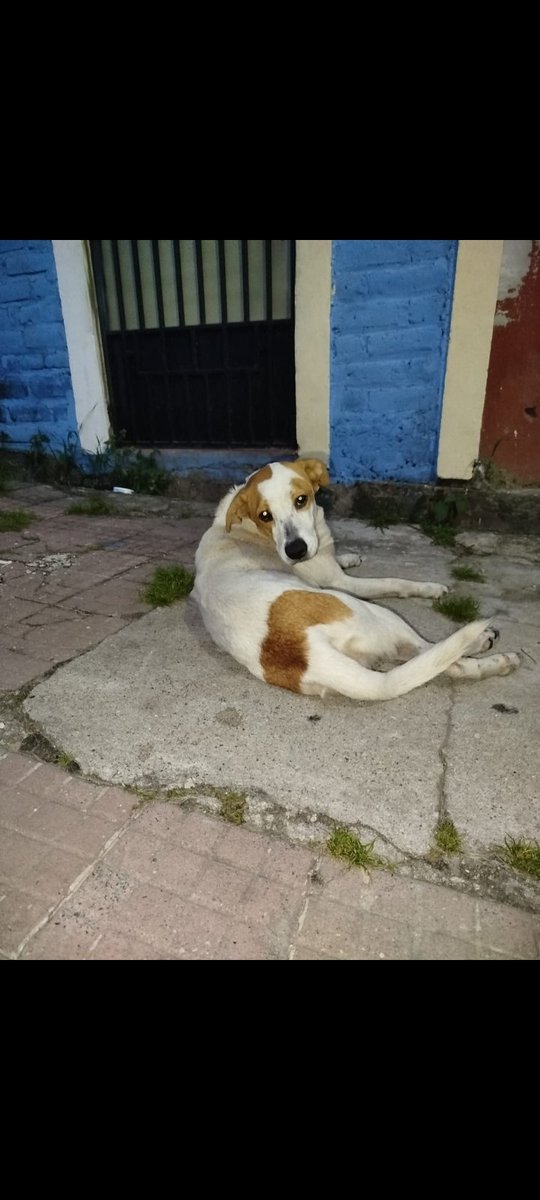 IlianaAguila1's tweet photo. Tiene herida abierta con mosquitos y casi no se mueve. Esta desde hace como 3 días en pasaje 7 de Col Jardín en Mejicanos.
Urge atencion veterinaria Señores del IBA. https://t.co/pgyGObXEKW