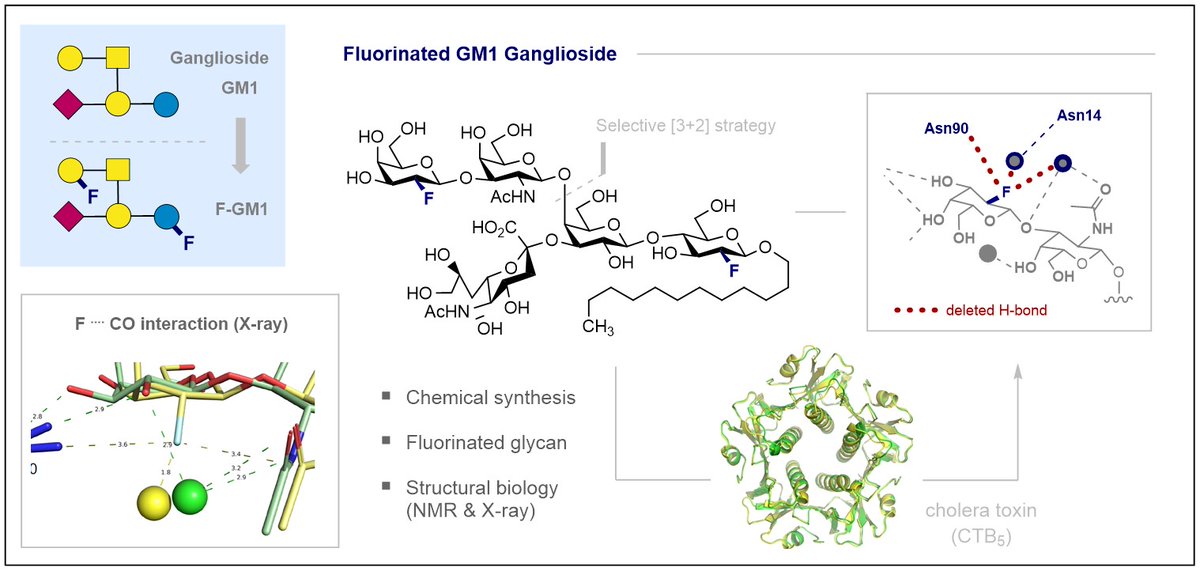 GilmourLab (@gilmourlab) on Twitter photo Huge milestone as our study on the GM1-cholera toxin complex by site-selective fluorination is published in <a href="/ACSCentSci/">ACS Central Science</a>! Many congrats to all authors (<a href="/Christina29892/">Christina Jordan</a>, T. Hayashi et al. <a href="/uni_muenster/">Universität Münster</a>). Thanks to partner labs A. Gossert <a href="/ETH_DBIOL/">D-BIOL @ ETH Zurich</a> and <a href="/JeskoKoehnke/">Jesko Koehnke</a> <a href="/UniHannover/">Leibniz Uni Hannover</a>! Huge milestone as our study on the GM1-cholera toxin complex by site-selective fluorination is published in <a href="/ACSCentSci/">ACS Central Science</a>! Many congrats to all authors (<a href="/Christina29892/">Christina Jordan</a>, T. Hayashi et al. <a href="/uni_muenster/">Universität Münster</a>). Thanks to partner labs A. Gossert <a href="/ETH_DBIOL/">D-BIOL @ ETH Zurich</a> and <a href="/JeskoKoehnke/">Jesko Koehnke</a> <a href="/UniHannover/">Leibniz Uni Hannover</a>!
