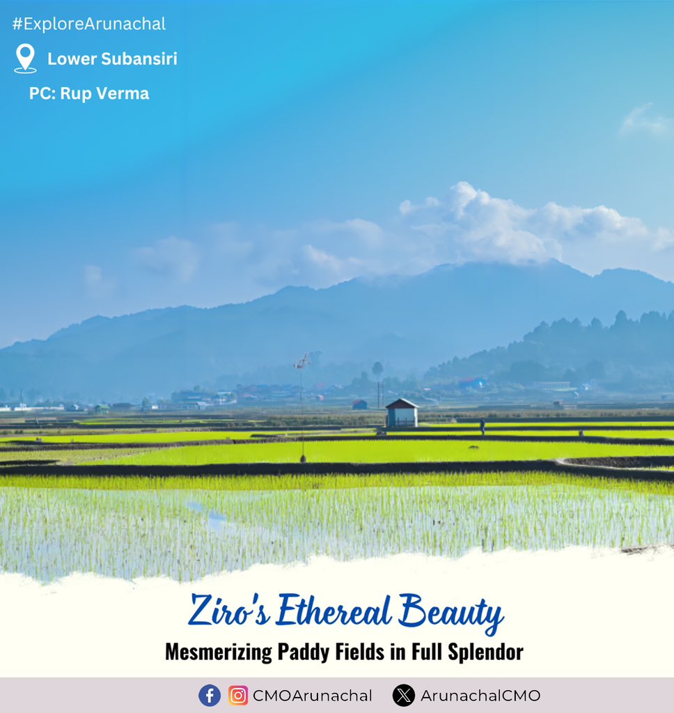 PemaKhanduBJP's tweet image. Amidst the gentle rustle and verdant hues, behold the captivating beauty of paddy fields in their flourishing stage. Each blade sways gracefully, reflecting the sun&apos;s golden kiss on rippling waters. A serene symphony of growth and nature&apos;s timeless dance.

#PaddyFields #Nature