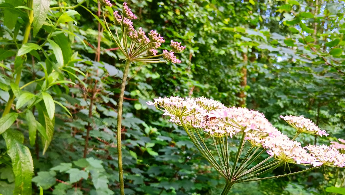 SamyeFoundation's tweet photo. There seemed to be little bursts of colour everywhere in the woods yesterday...

#Cardiff #ForestFarm #Nature #Flowers https://t.co/1gzzviS7ik