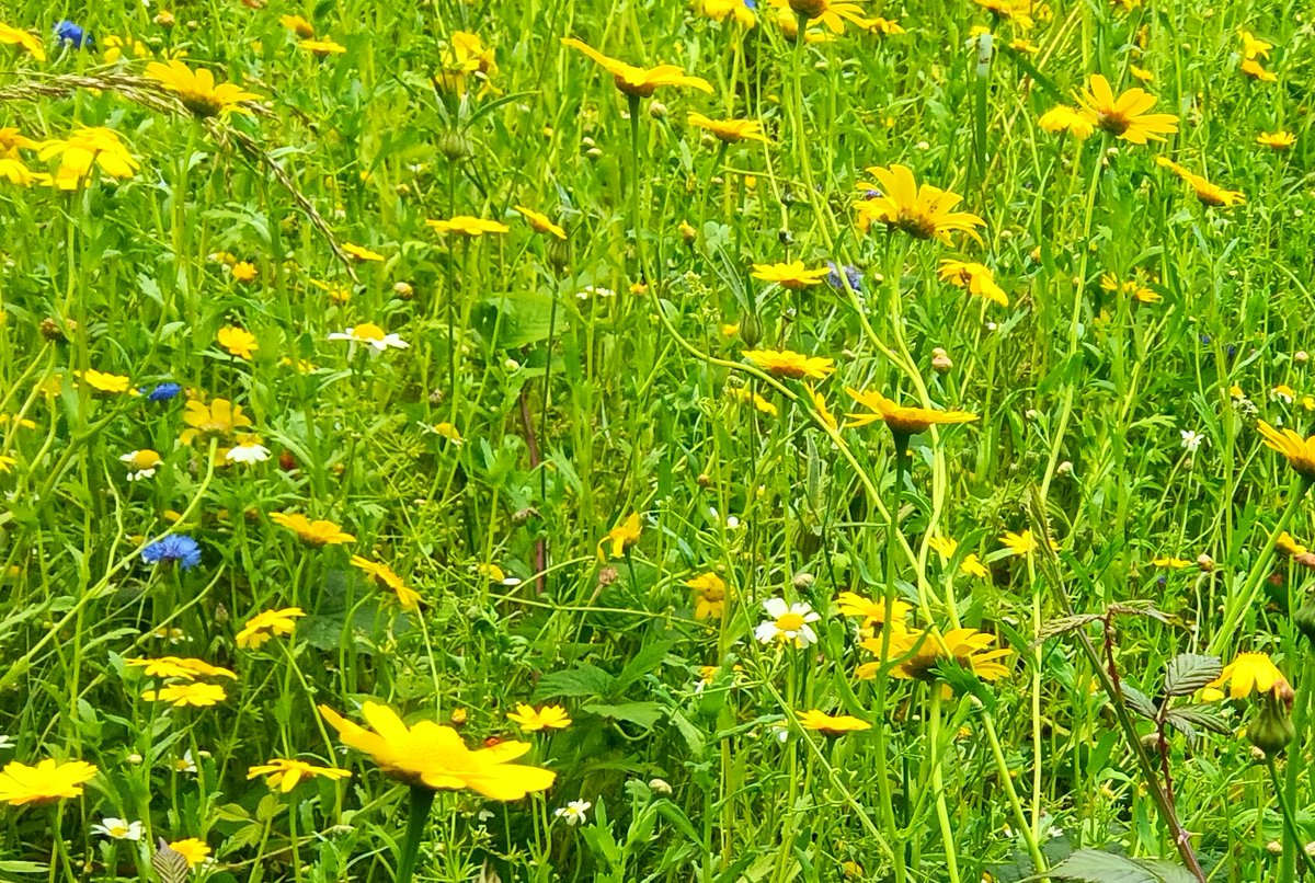 SamyeFoundation's tweet photo. There seemed to be little bursts of colour everywhere in the woods yesterday...

#Cardiff #ForestFarm #Nature #Flowers https://t.co/1gzzviS7ik