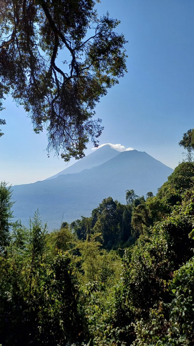 Sabiny.Mgahinga.Muhavura.
#FloraAndFauna