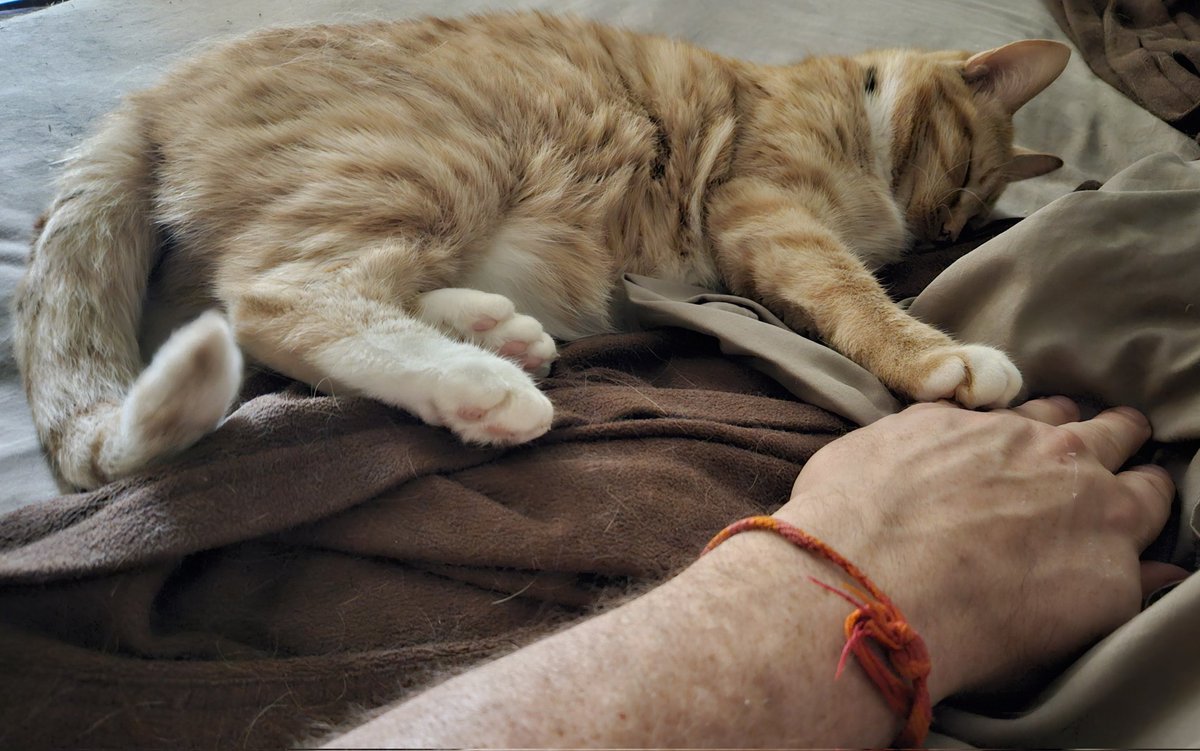 Whenever I have a high dosage of chemo, the next day I'm wiped out, feel like I have a very bad hangover, my bones and joints ache like I have a bad flu, my muscles feel like Jello. The other day I woke up to Butters caring for me in her own special way!
<a href="/ThanksCancer/">Thanks Cancer!</a>