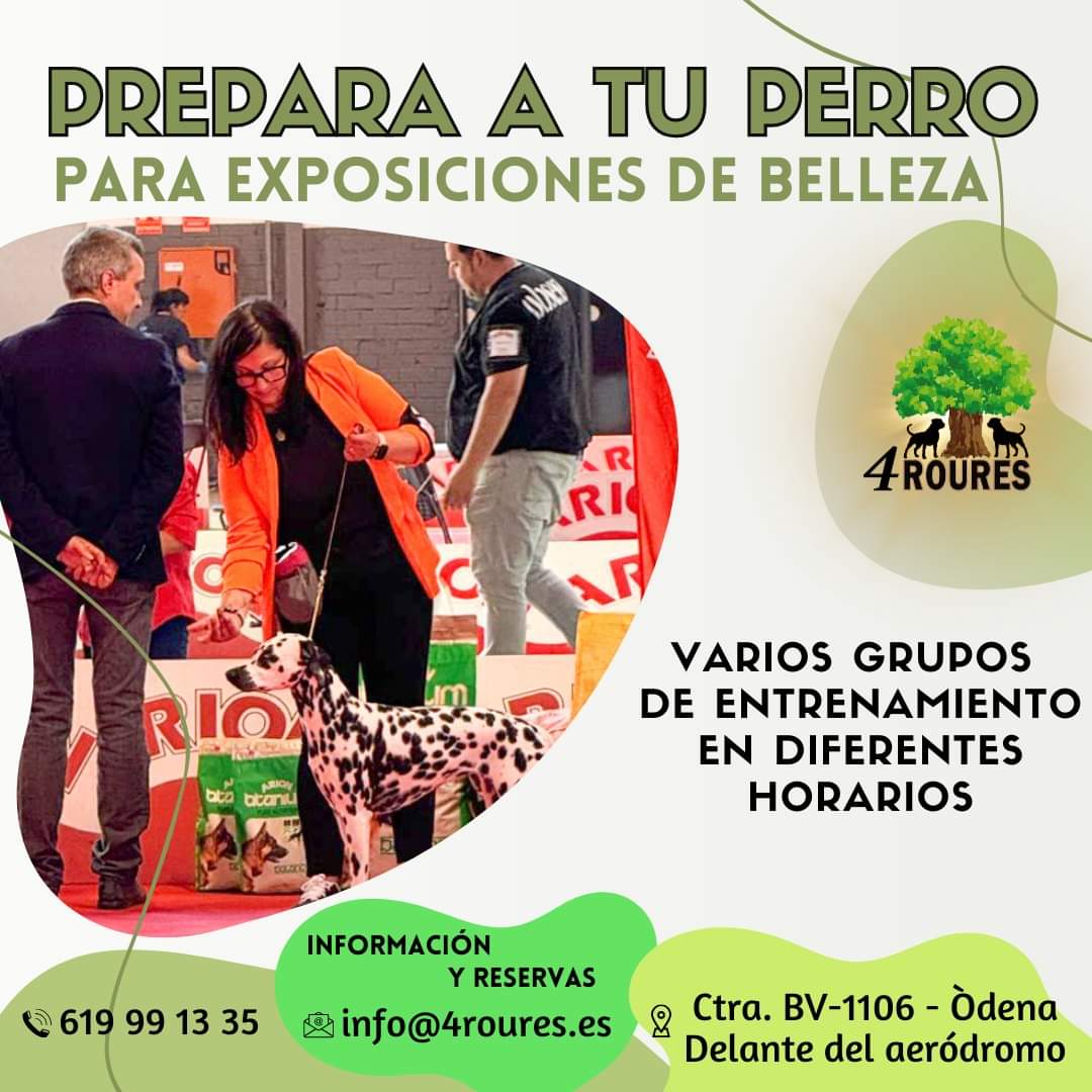Club_4Roures's tweet photo. Hola, estamos preparando grupos de entrenamiento o preparación para presentar a vuestros perros a exposiciones caninas de belleza. 

Habrán varios grupos, dependiendo del nivel de cada uno y varios horarios.

Entendemos que cada persona tiene unas necesidades diferentes. https://t.co/xmoB91gELO